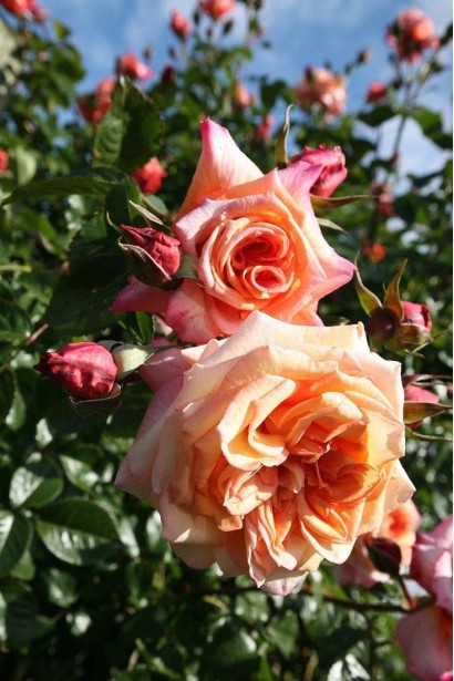 Троянда плетиста ’Барок’ (персикова)|Rosa climber ’Barock’|Роза плетистая ’Барок’